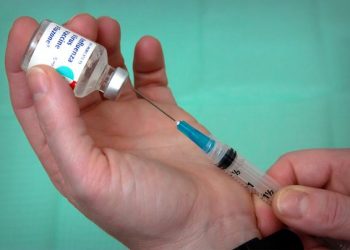 Bulls get a vaccine shot from the WHO