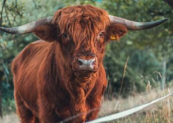 The Bulls charge back but will they stay for long?