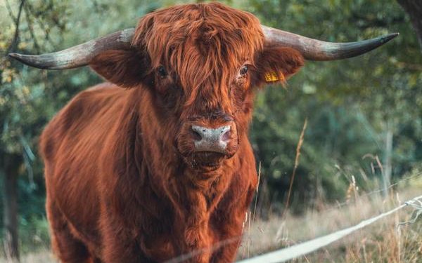 The Bulls charge back but will they stay for long?