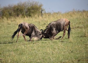 Bulls continue to take charge