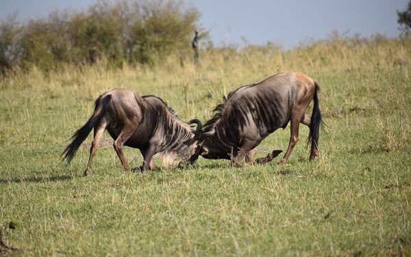 Bulls continue to take charge