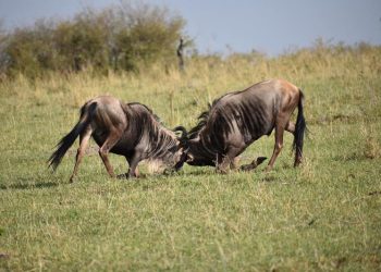 2 trillion motives for a bulls charge