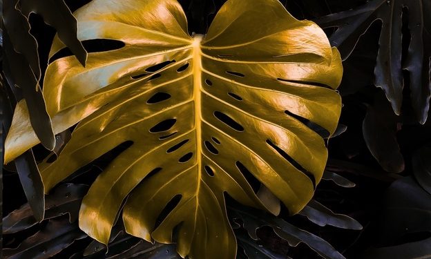 Gold and Oil 26/05/2020