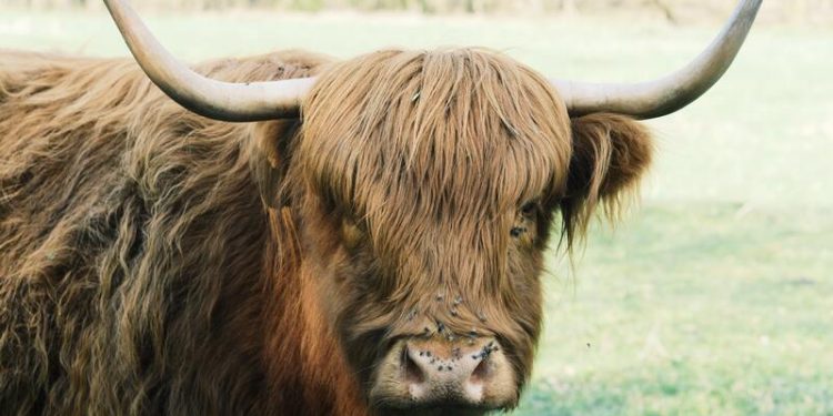 Jobless claims pressure the Bulls