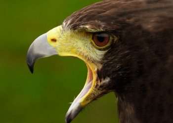 Headwinds from hawkish Fed chatter ahead of Jackson Hole symposium