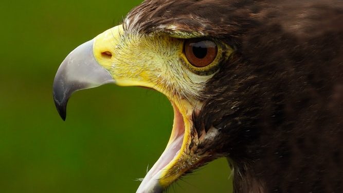 Headwinds from hawkish Fed chatter ahead of Jackson Hole symposium